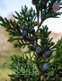 Cederhout Virginia / Juniperus virginiana