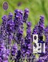 Lavendel Angustifolia | Biologisch | 100ml