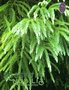 Cederhout Japans  / Cryptomeria japonica