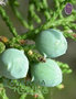 Cederhout Texas / Juniperus Mexicana